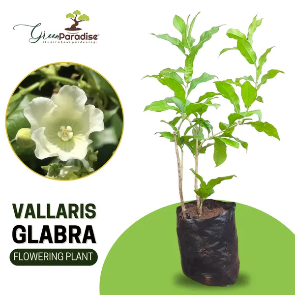Vallaris_Glabra_Scented_Flowered_Vine_Live_Plant_Bread_Flower_Vine_Live_Plant_Default_Title