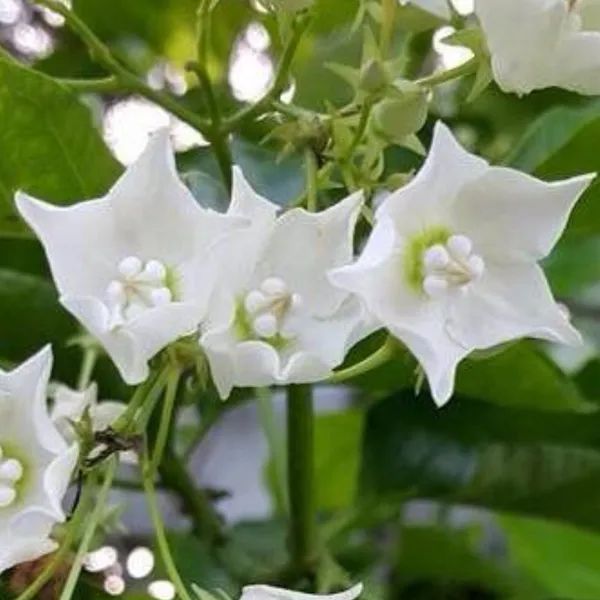 Vallaris_Glabra_Scented_Flowered_Vine_Live_Plant_Bread_Flower_Vine_Live_Plant_Default_Title