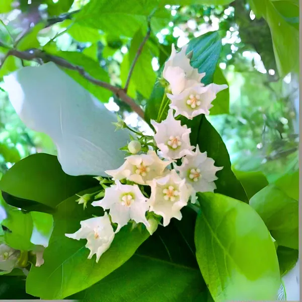 Vallaris_Glabra_Scented_Flowered_Vine_Live_Plant_Bread_Flower_Vine_Live_Plant_Default_Title
