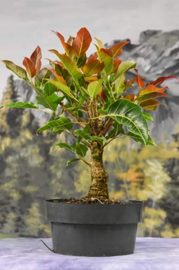 Live_Ficus_Lipstick_Beautiful_Pre_Bonsai_Mature_Sapling_Plant_For_Bonsai_Default_Title