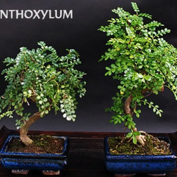 Korean_Pepper_Lero_Lero_Pre_Bonsai_Mature_Sapling_Plant_For_Bonsai_In_A_Poly_Bag_Default_Title