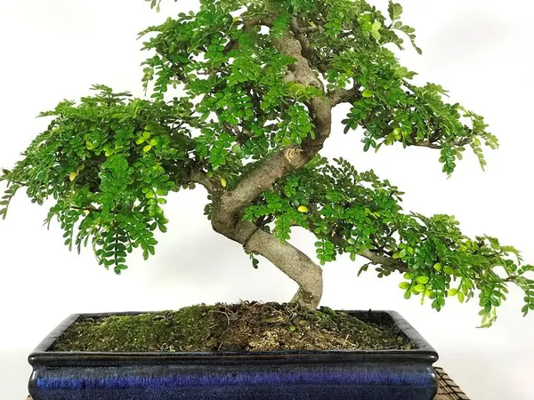 Korean_Pepper_Lero_Lero_Pre_Bonsai_Mature_Sapling_Plant_For_Bonsai_In_A_Poly_Bag_Default_Title