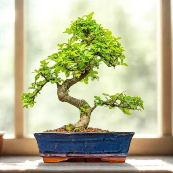 Korean_Pepper_Lero_Lero_Pre_Bonsai_Mature_Sapling_Plant_For_Bonsai_In_A_Poly_Bag_Default_Title