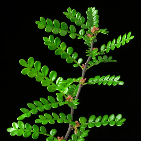 Korean_Pepper_Lero_Lero_Pre_Bonsai_Mature_Sapling_Plant_For_Bonsai_In_A_Poly_Bag_Default_Title