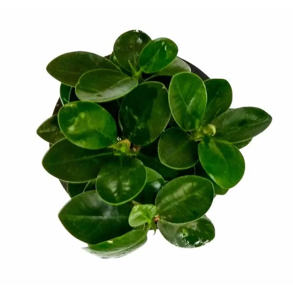 Live_Ficus_Compacta_Bonsai_Plant_With_Pot_Default_Title