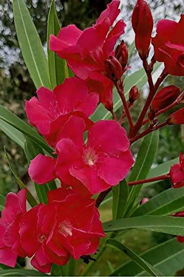 Red_Oleander_Live_Plant_Green_Paradise_Live_Default_Title