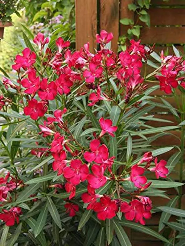 Red_Oleander_Live_Plant_Green_Paradise_Live_Default_Title