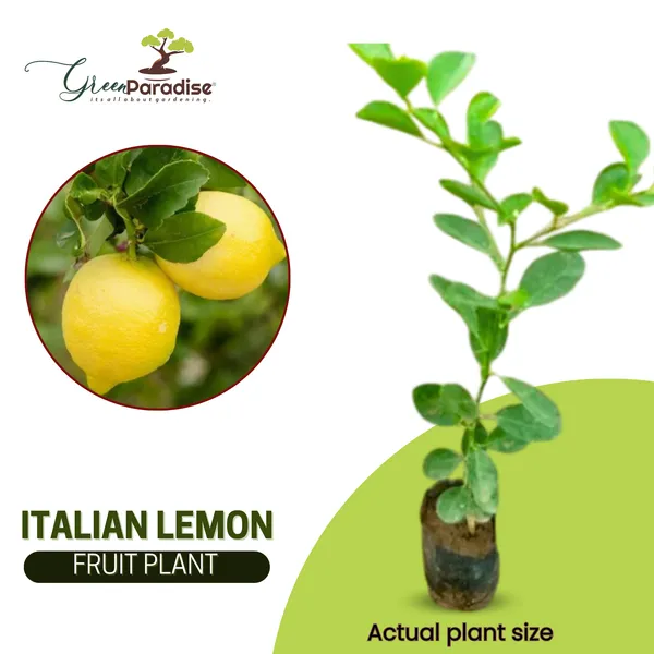 Green_Paradise_Italian_Lemon_Fruit_Live_Plant_Default_Title