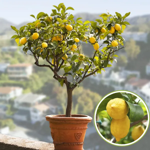 Green_Paradise_Italian_Lemon_Fruit_Live_Plant_Default_Title