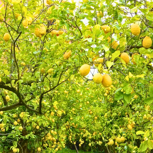 Green_Paradise_Italian_Lemon_Fruit_Live_Plant_Default_Title