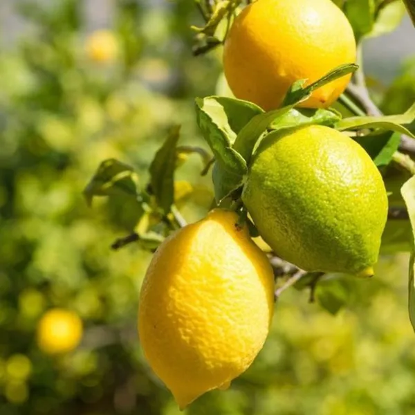 Green_Paradise_Italian_Lemon_Fruit_Live_Plant_Default_Title