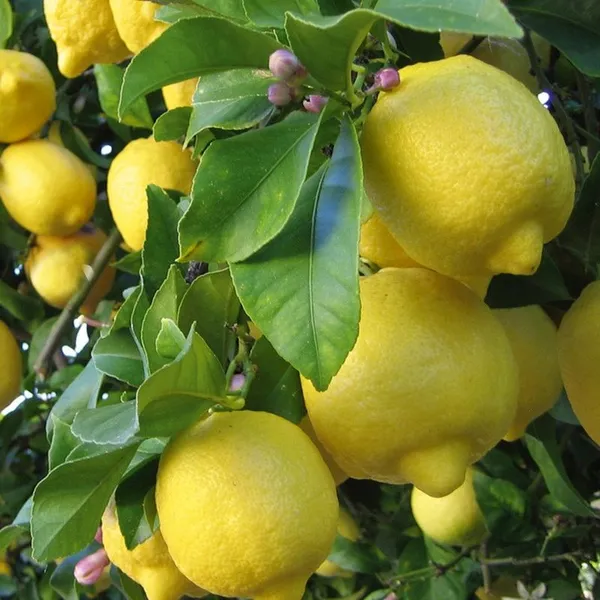 Green_Paradise_Italian_Lemon_Fruit_Live_Plant_Default_Title