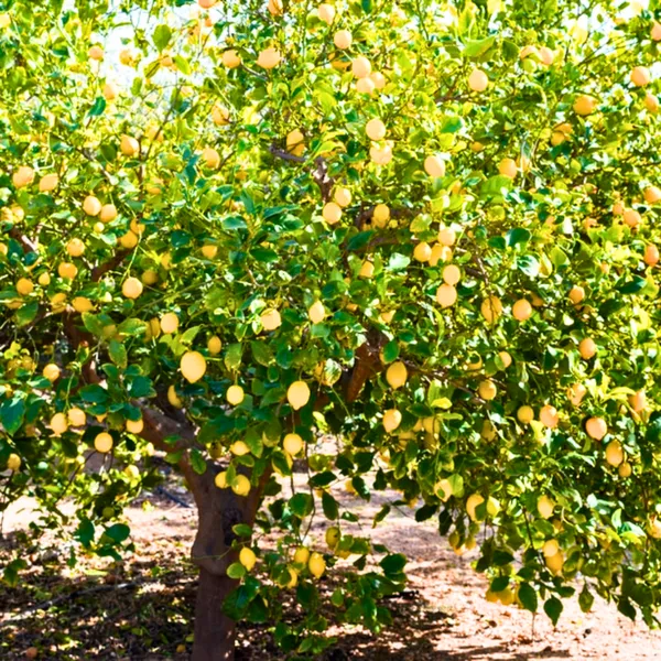 Green_Paradise_Italian_Lemon_Fruit_Live_Plant_Default_Title