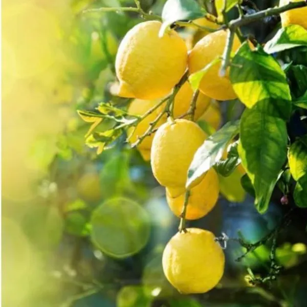 Green_Paradise_Italian_Lemon_Fruit_Live_Plant_Default_Title