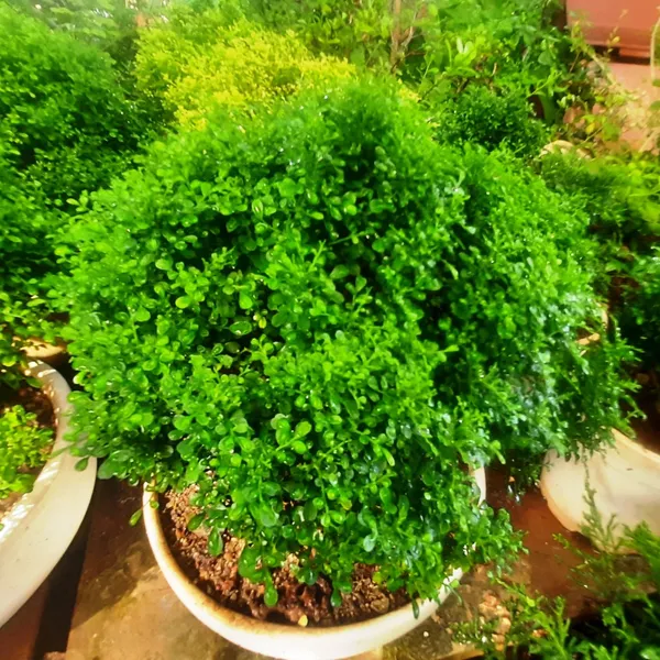 Bonsai_Mini_Murraya_Paniculata_Dwarf_Plant_Madhukamini_Bonsai_Amazing_Mame_Bonsai_With_Pot_Default_Title