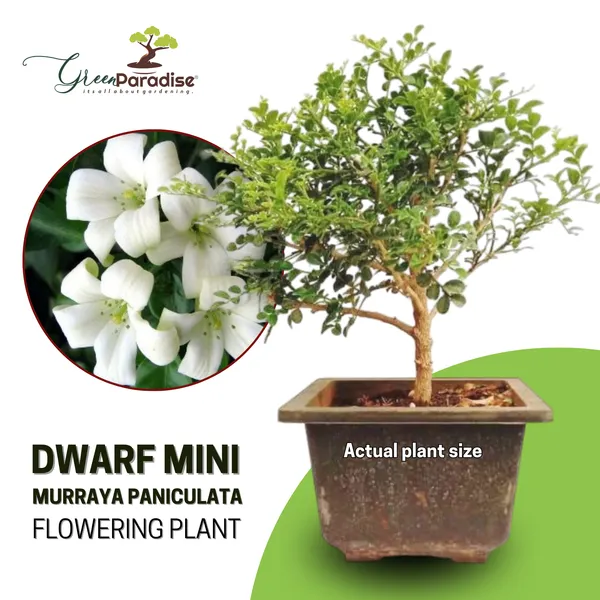 Bonsai_Mini_Murraya_Paniculata_Dwarf_Plant_Madhukamini_Bonsai_Amazing_Mame_Bonsai_With_Pot_Default_Title