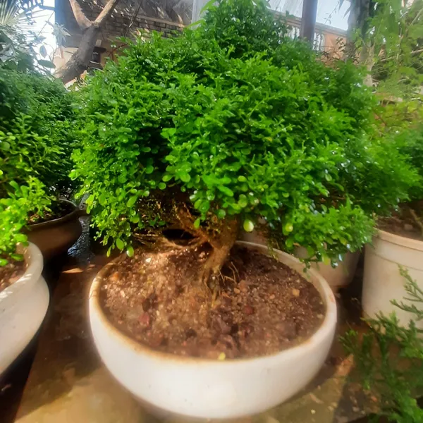 Bonsai_Mini_Murraya_Paniculata_Dwarf_Plant_Madhukamini_Bonsai_Amazing_Mame_Bonsai_With_Pot_Default_Title