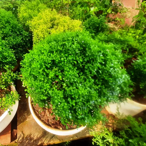 Bonsai_Mini_Murraya_Paniculata_Dwarf_Plant_Madhukamini_Bonsai_Amazing_Mame_Bonsai_With_Pot_Default_Title