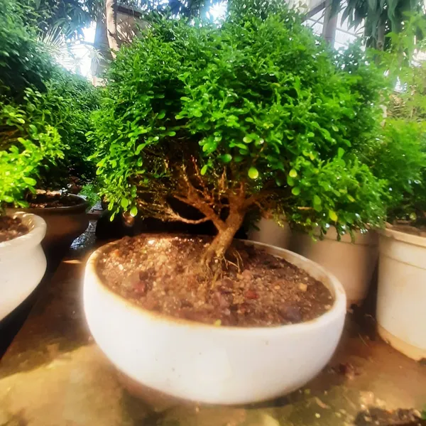 Bonsai_Mini_Murraya_Paniculata_Dwarf_Plant_Madhukamini_Bonsai_Amazing_Mame_Bonsai_With_Pot_Default_Title