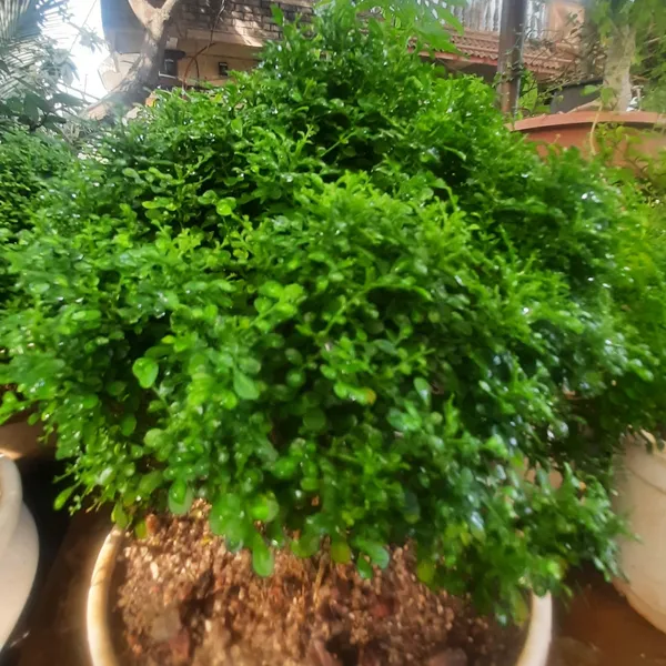 Bonsai_Mini_Murraya_Paniculata_Dwarf_Plant_Madhukamini_Bonsai_Amazing_Mame_Bonsai_With_Pot_Default_Title