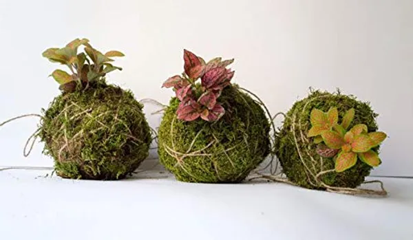 Sphagnum_Moss_900_Grms_For_Orchid_Plant_Soil_Air_Layering_And_Mulching_900_Grms_Greenish_Multicolor_Default_Title