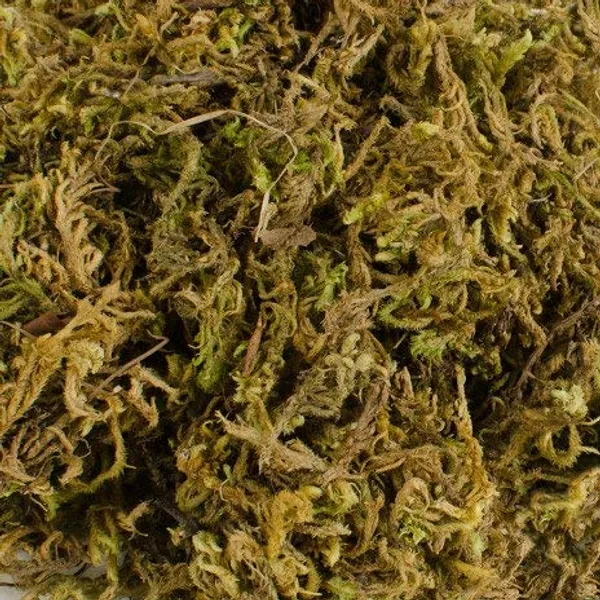 Sphagnum_Moss_900_Grms_For_Orchid_Plant_Soil_Air_Layering_And_Mulching_900_Grms_Greenish_Multicolor_Default_Title