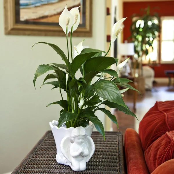 Green_Paradise_Peace_Lily_Spathiphyllum_Indoor_Air_Purifier_Live_Plant_With_Pot_Default_Title