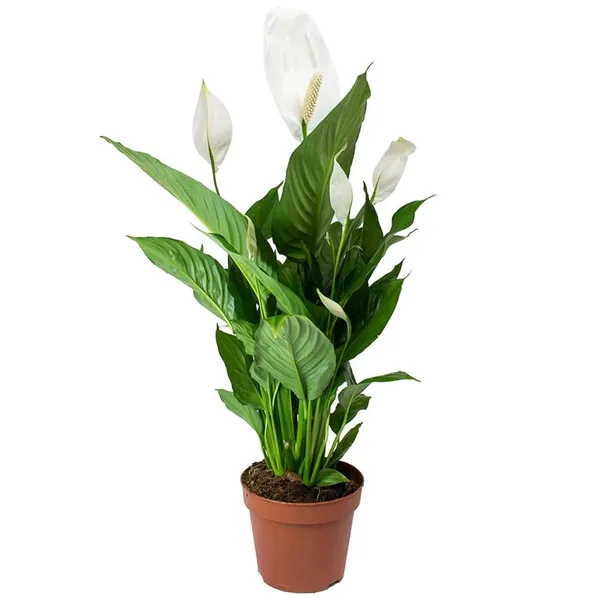 Green_Paradise_Peace_Lily_Spathiphyllum_Indoor_Air_Purifier_Live_Plant_With_Pot_Default_Title