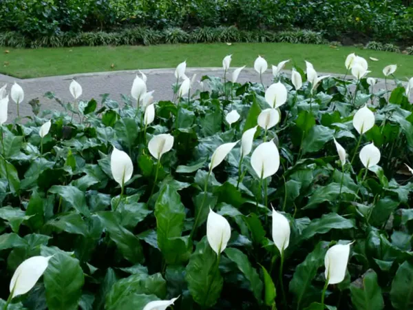 Green_Paradise_Peace_Lily_Spathiphyllum_Indoor_Air_Purifier_Live_Plant_With_Pot_Default_Title