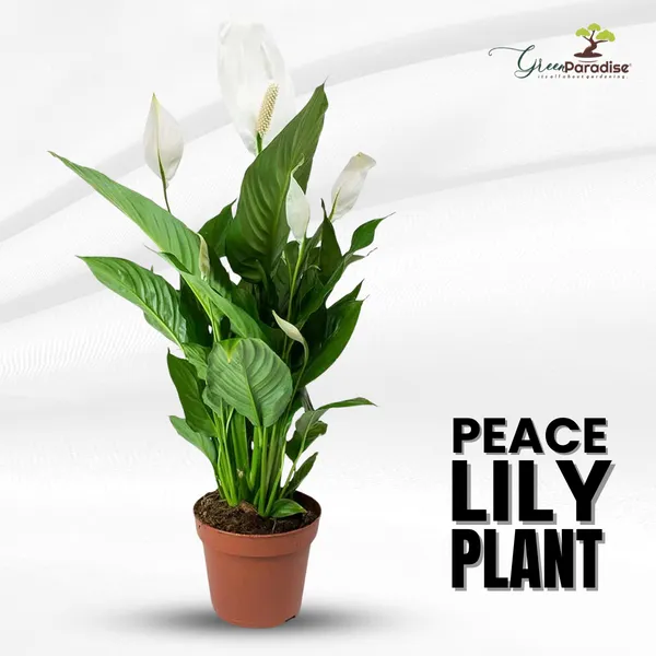 Green_Paradise_Peace_Lily_Spathiphyllum_Indoor_Air_Purifier_Live_Plant_With_Pot_Default_Title