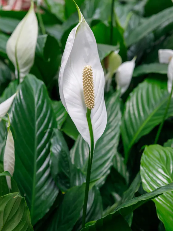 Green_Paradise_Peace_Lily_Spathiphyllum_Indoor_Air_Purifier_Live_Plant_With_Pot_Default_Title