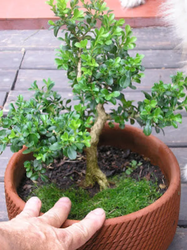 Green_Paradise_Buxus_Microphylla_Live_Boxwood_Bonsai_Tree_Default_Title