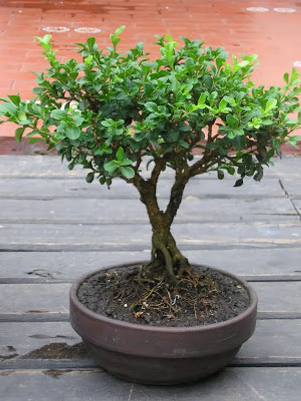 Green_Paradise_Buxus_Microphylla_Live_Boxwood_Bonsai_Tree_Default_Title