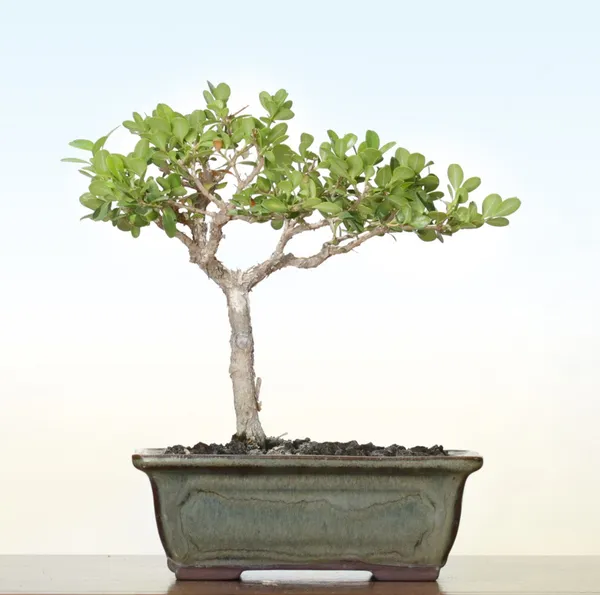 Green_Paradise_Buxus_Microphylla_Live_Boxwood_Bonsai_Tree_Default_Title