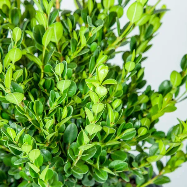 Green_Paradise_Buxus_Microphylla_Live_Boxwood_Bonsai_Tree_Default_Title
