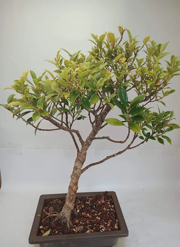 Bonsai_Ficus_Tiger_Bark_4_Years_Old_Live_Bonsai_Plant_Default_Title