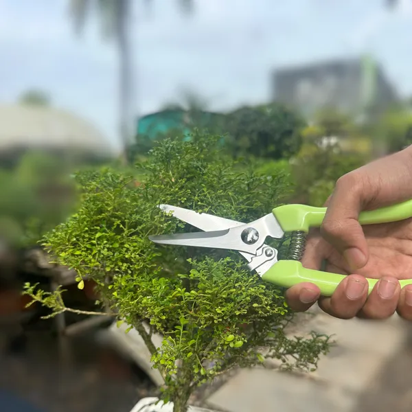 Green_Paradise_Prunner_Default_Title