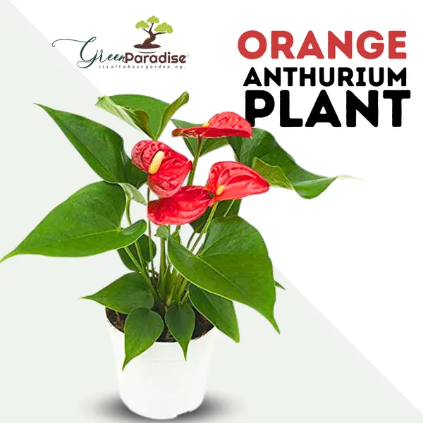 Live_Indoor_Air_Purifying_Orange_Anthurium_Plant_With_Pot_Default_Title