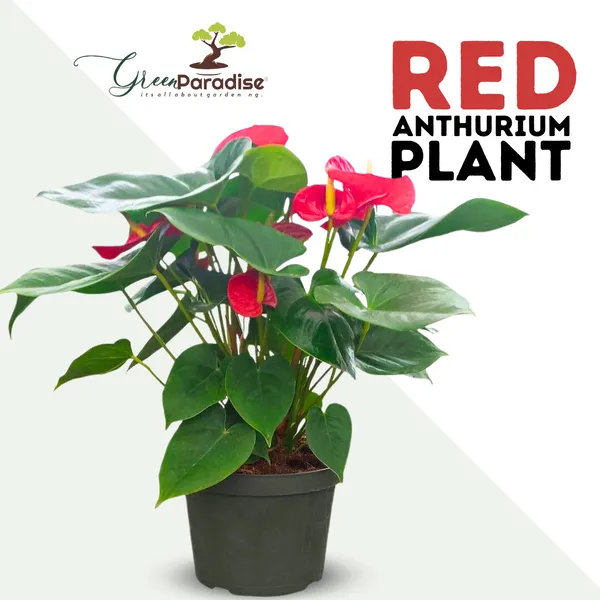Live_Indoor_Air_Purifying_Red_Anthurium_Plant_With_Pot_Default_Title