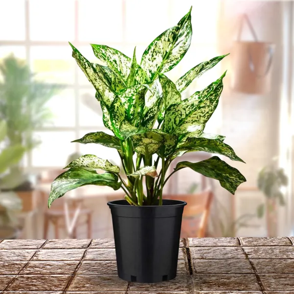 Green_Paradise_Aglonema_Evergreen_Natural_Live_Indoor_Plant_Green_Default_Title