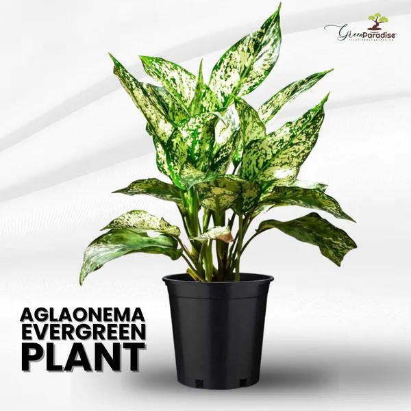 Green_Paradise_Aglonema_Evergreen_Natural_Live_Indoor_Plant_Green_Default_Title