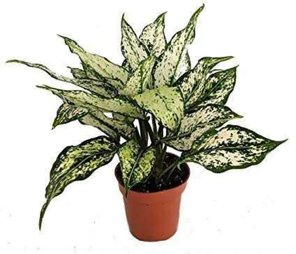 Green_Paradise_Aglonema_Evergreen_Natural_Live_Indoor_Plant_Green_Default_Title