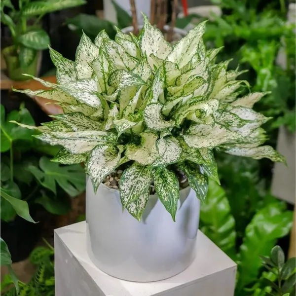 Green_Paradise_Aglonema_Evergreen_Natural_Live_Indoor_Plant_Green_Default_Title