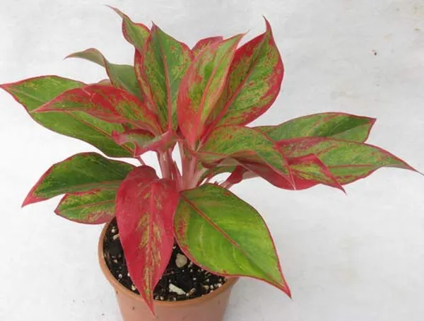 Indoor_Lipstick_Aglonema_Plant_Pot_Included_Default_Title