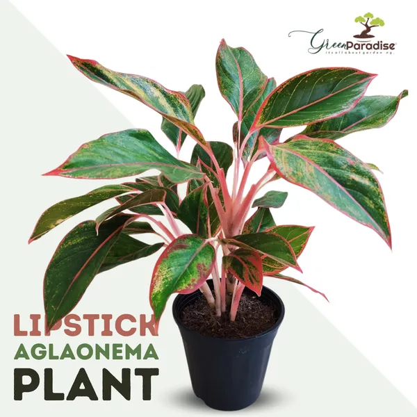 Indoor_Lipstick_Aglonema_Plant_Pot_Included_Default_Title
