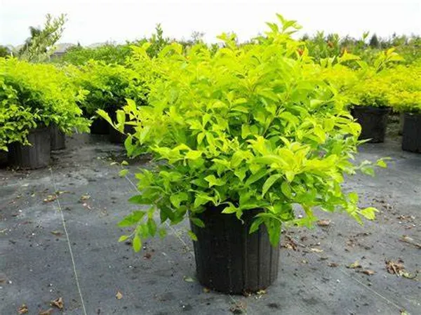 Duranta_Golden_Live_Plant_Default_Title