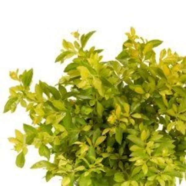 Duranta_Golden_Live_Plant_Default_Title