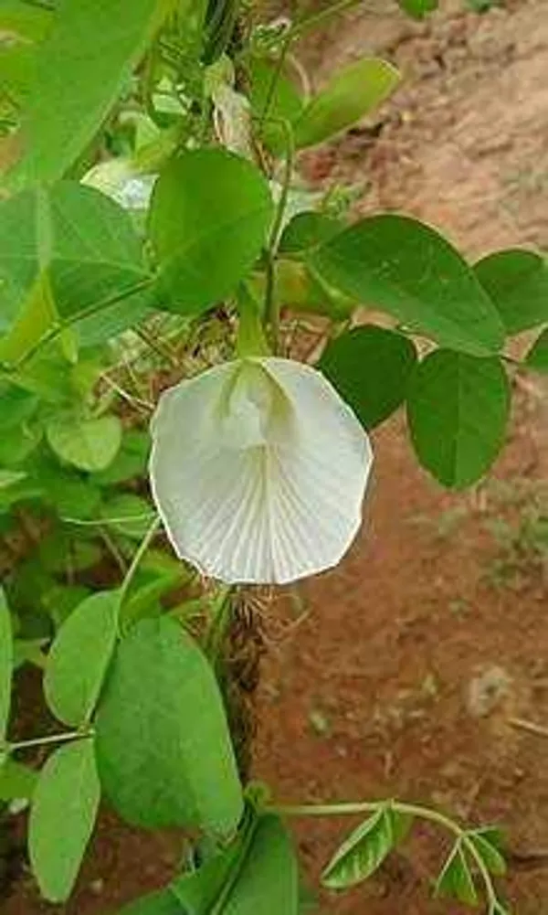 Clitoria_Ternatea_Aparajita_Butterfly_Pea_Or_White_Clitoria_Flower_25_Seeds_Default_Title