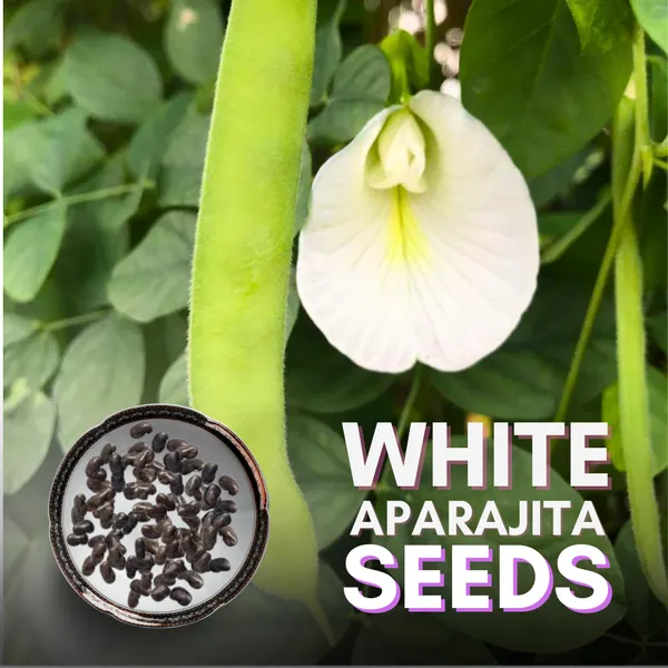 Clitoria_Ternatea_Aparajita_Butterfly_Pea_Or_White_Clitoria_Flower_25_Seeds_Default_Title
