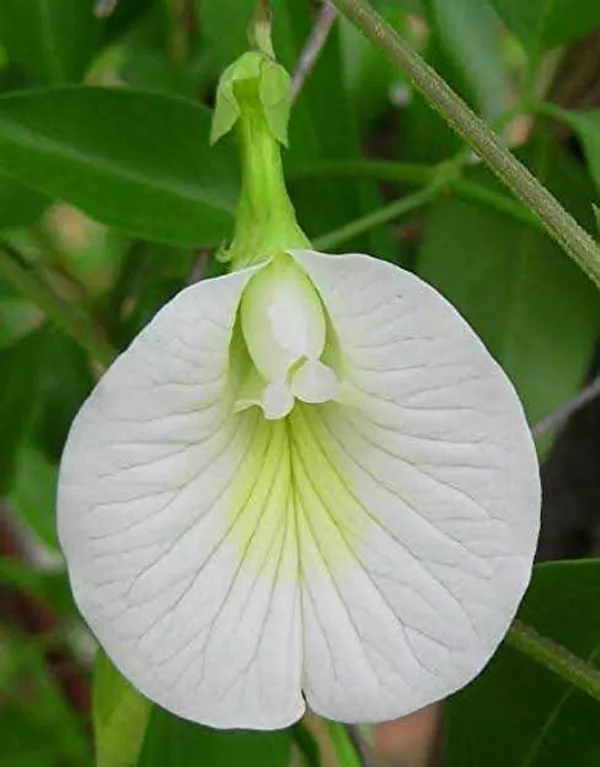 Clitoria_Ternatea_Aparajita_Butterfly_Pea_Or_White_Clitoria_Flower_25_Seeds_Default_Title